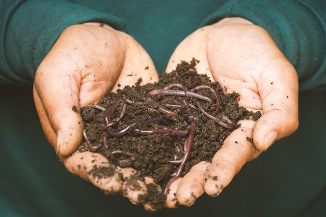 Life in Compost